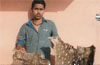 Kundapur youth arrested ; deer pelts seized
